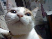 なっこ
