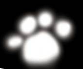黒猫零号