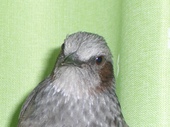 3ひよ
