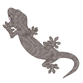 ヤモリ