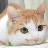 mitani