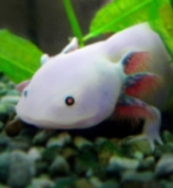 あほろぉとる