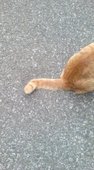ぬまこ
