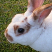 rai