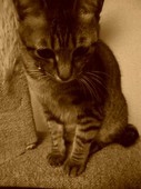 ちび猫