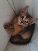 RYO