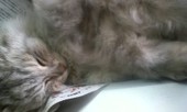 雛菊　＠きゅん