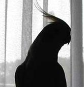 とびめきと