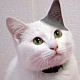 めいそ