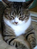 みたらし
