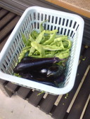夏野菜
