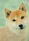 するめ