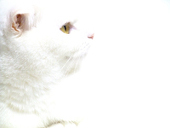 にゃんこね