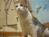 やや