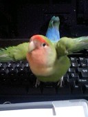 とりたま