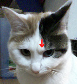 teroon