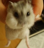 メガネちゃん