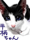 猫が好き