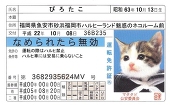 ぴろたこ