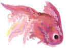 金魚
