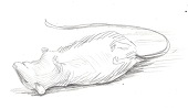 眠いネズミ