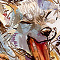 racoonwolf
