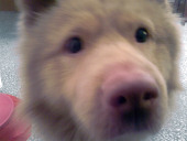 Bobo