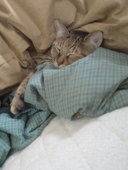 ｱｻﾐ