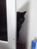 榊