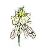 T.satsuki