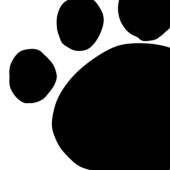 すずねこ