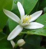 立花うづき