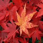 深紅秋楓