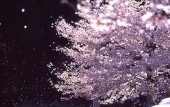 ゆべし