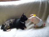 コブ