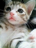 にゃん？