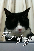 マツムネヨウ