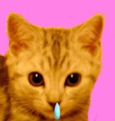 みやけ