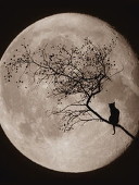 キョウさん