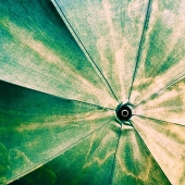 Nori Umbrella