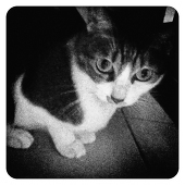 humbug