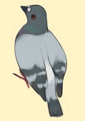 トカゲA