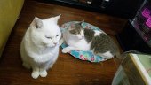 にゃんこ
