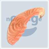セダ