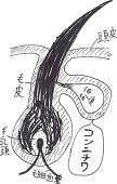 ナガシマン
