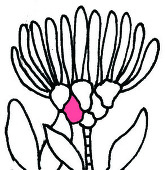 kashiwaable