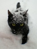 テラ(猫田カヨ)