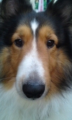 Mutty