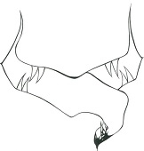 carlini
