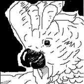 クロんチョ